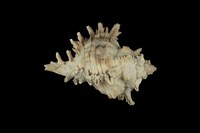 藏品(亞洲千手螺)的圖片